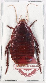 Blattodea sp. 55 (A-)
