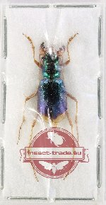 Pseudotetracha helmsi