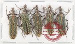 Scientific lot no. 20 Prionoceridae (5 pcs A2)