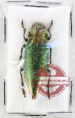 Cyphogastra (s.str.) augustini