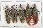 Scientific lot no. 21 Prionoceridae (5 pcs A2)