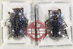 Scientific lot no. 2 Trogidae (2 pcs)