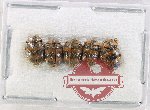 Scientific lot no. 142 Coccinelidae (5 pcs)