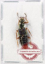 Staphylinidae sp. 19