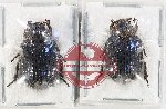 Scientific lot no. 1 Trogidae (2 pcs)