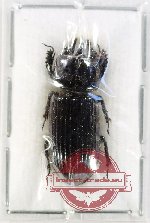 Scientific lot no. 186 Passalidae (1 pc)