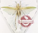 Tettigoniidae sp. 32