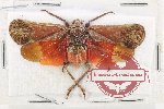 Scamandra detanii