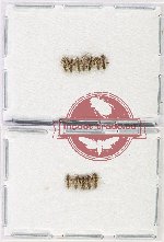 Scientific lot no. 1393 Heteroptera (12 pcs)