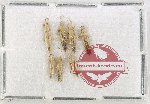 Scientific lot no. 1399 Heteroptera (7 pcs)