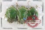 Scientific lot no. 1390 Heteroptera (3 pcs A2)