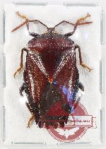 Pentatomidae sp. 70 (A2)