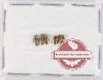 Scientific lot no. 1391 Heteroptera (6 pcs)