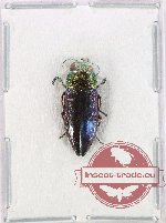 Buprestidae genus? sp. 4