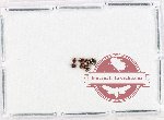 Phalacridae Scientific lot no. 18 (7 pcs)