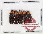 Scientific lot no. 17 Lampyridae (5 pcs)
