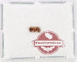 Scientific lot no. 137 Coccinelidae (3 pcs)