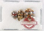 Scientific lot no. 138 Coccinelidae (3 pcs)