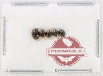 Scientific lot no. 139 Coccinelidae (5 pcs)
