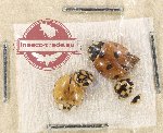Scientific lot no. 130 Coccinelidae (5 pcs)