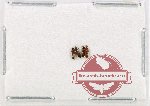 Scientific lot no. 168 Staphylinidae (4 pcs)