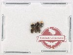 Scientific lot no. 140 Coccinelidae (6 pcs)