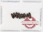 Scientific lot no. 230 Elateridae (9 pcs)