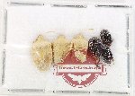Scientific lot no. 1398 Heteroptera (6 pcs)