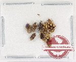 Scientific lot no. 1375 Heteroptera (8 pcs)