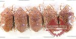 Scientific lot no. 1389 Heteroptera (5 pcs A-)