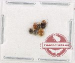 Scientific lot no. 141 Coccinelidae (5 pcs)
