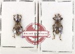 Scientific lot no. 926 Curculionidae (2 pcs)