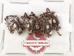 Scientific lot no. 917 Curculionidae (5 pcs)