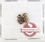 Scientific lot no. 973 Curculionidae (2 pcs)