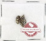 Scientific lot no. 974 Curculionidae (2 pcs)