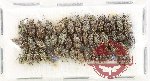 Scientific lot no. 913 Curculionidae (46 pcs)