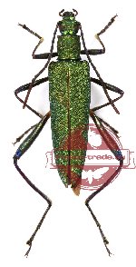 Donaciolagria sp. 1