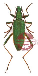 Donaciolagria sp. 2