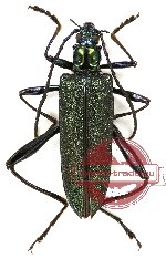 Donaciolagria sp. 3