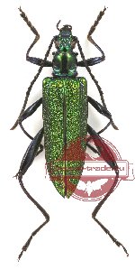 Donaciolagria sp. 4