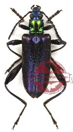 Donaciolagria sp. 5