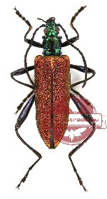 Donaciolagria sp. 6