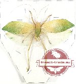 Tettigoniidae sp. 29 (A-)