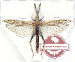 Orthoptera sp. 64