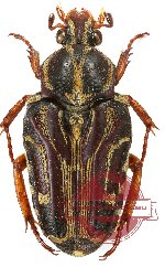 Taeniodera modesta ssp. sumatrana (3 pcs A2)