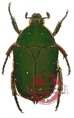 Protaetia (Netociomima) ternatana (10 pcs - 6m, 4f)