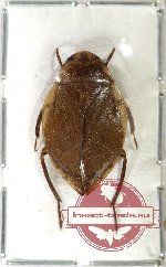 Heteroptera sp. 53 (10 pcs)