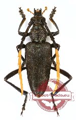 Pachyteria melancholica (A-)