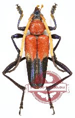 Pachyteria equestris (A-)