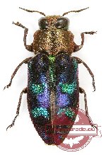 Chrysobothris (s.str.) vitalisi